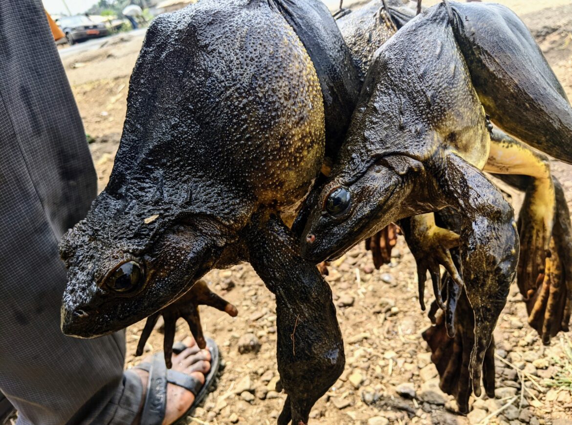 Goliath Frog Threats At Mt. Nlonako Goliath Frog Threats At Mt. Nlonako