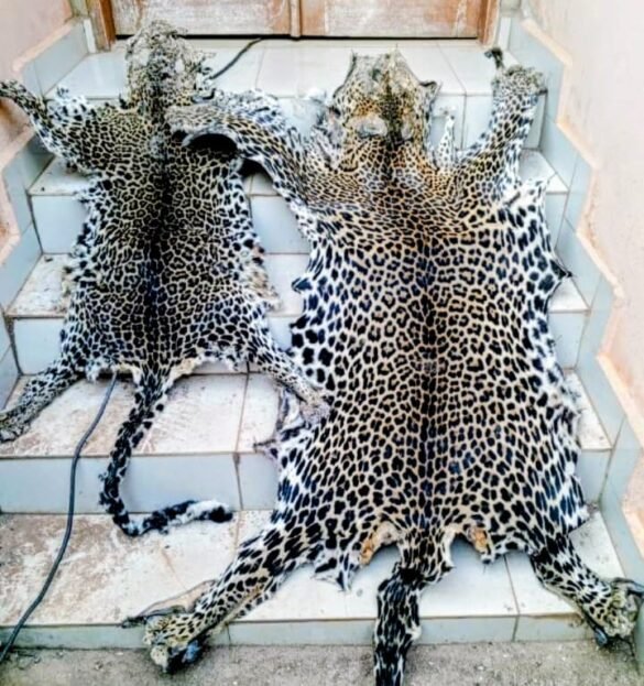 Leopard skins seized from traffickers in Yaounde